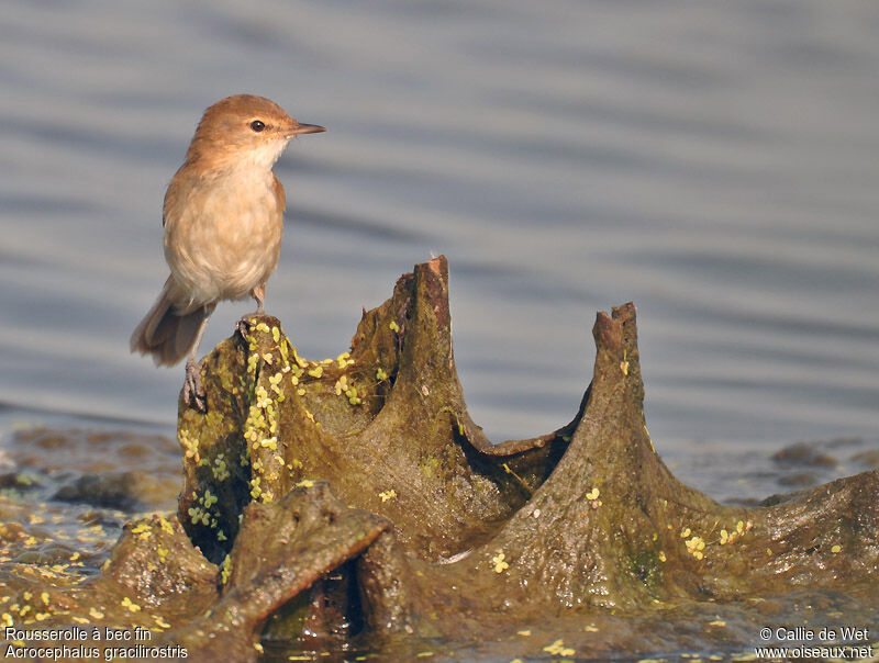 Lesser Swamp Warbler