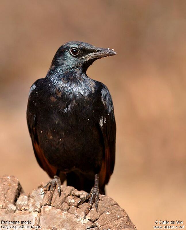 Red-winged Starling male adult