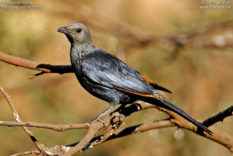 Red-winged Starling female adult