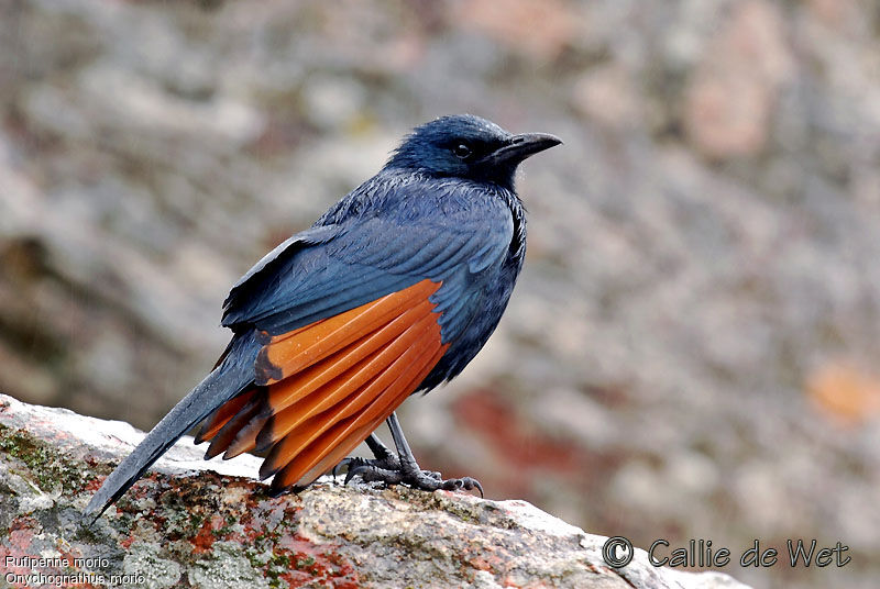 Red-winged Starling male adult