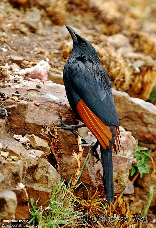 Red-winged Starling male adult