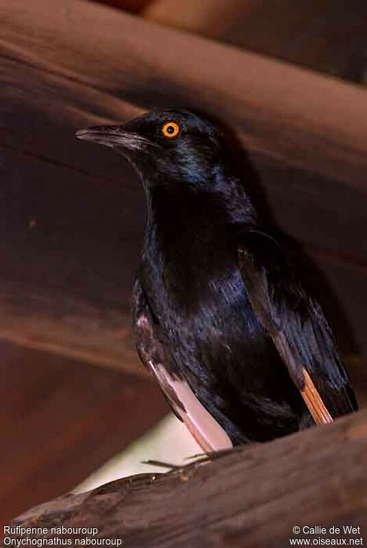 Pale-winged Starlingadult