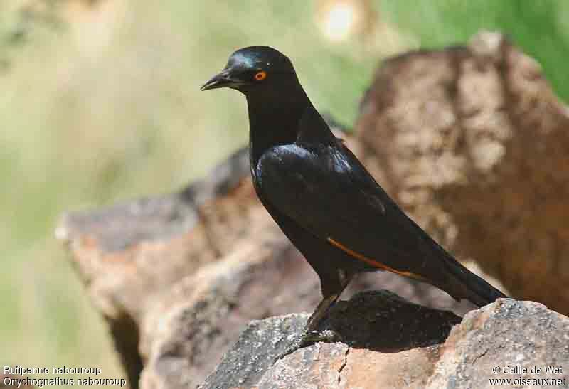 Pale-winged Starlingadult