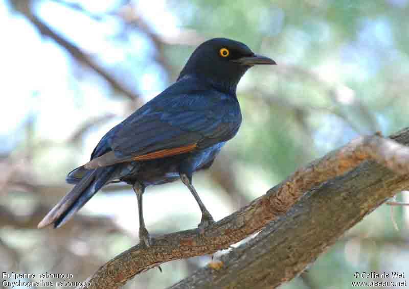 Pale-winged Starlingadult