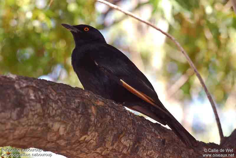 Pale-winged Starlingadult