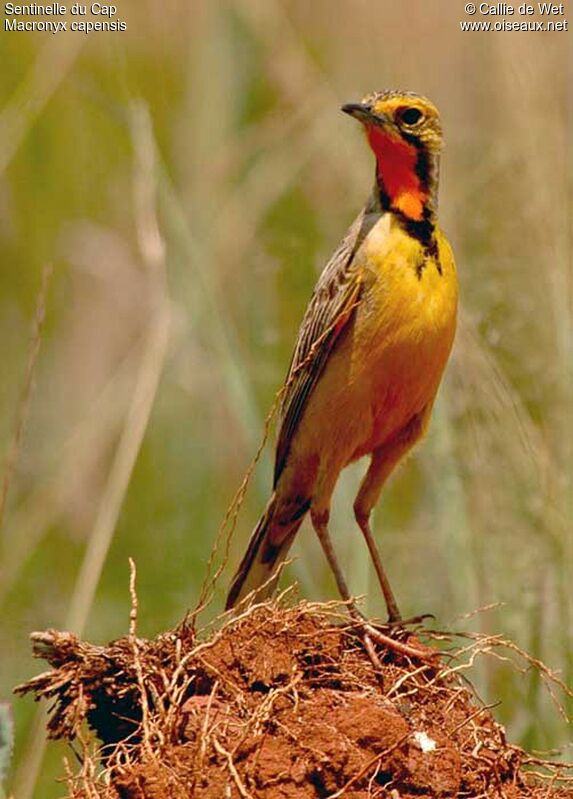 Cape Longclaw male adult