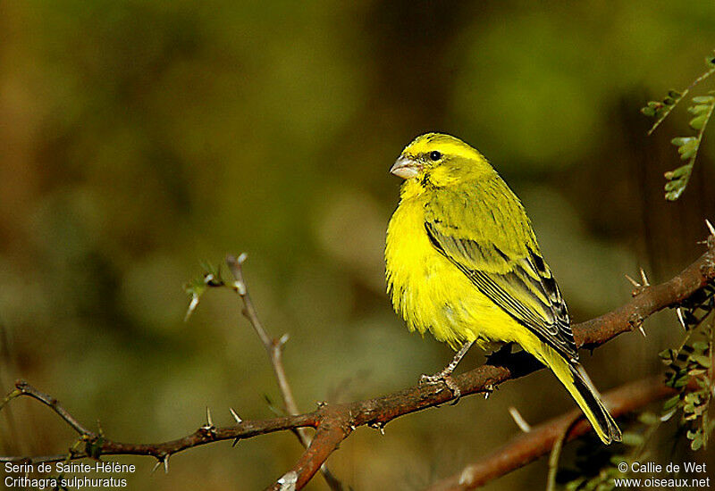 Serin de Sainte-Hélène mâle adulte, identification