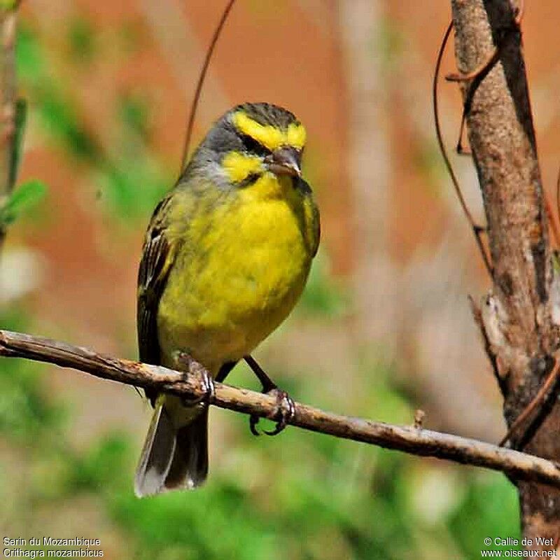 Yellow-fronted Canary male adult