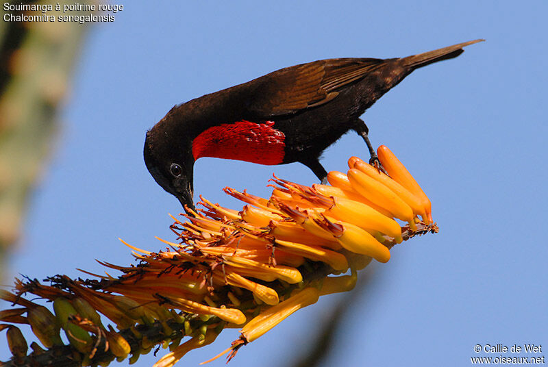 Scarlet-chested Sunbird male adult