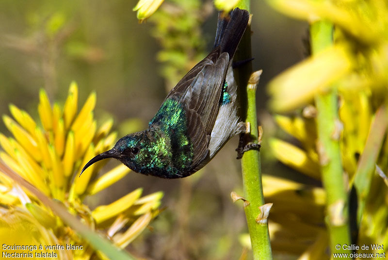 White-bellied Sunbird male