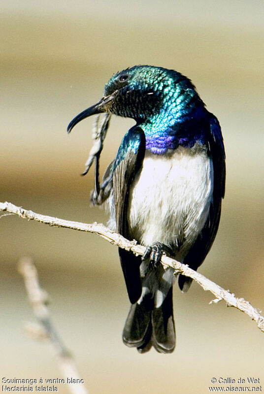 White-bellied Sunbird male