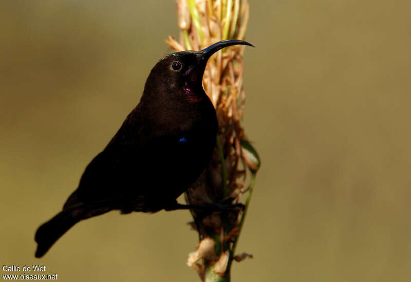 Souimanga améthyste mâle, identification