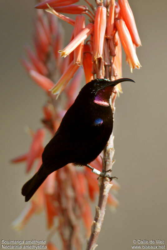 Amethyst Sunbird male