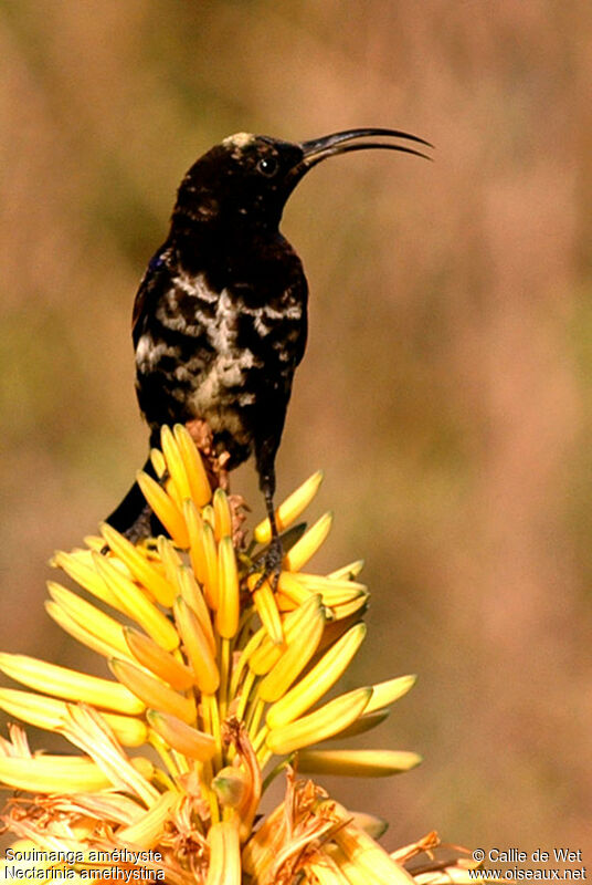 Amethyst Sunbird male juvenile