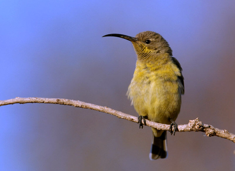 Amethyst Sunbird female