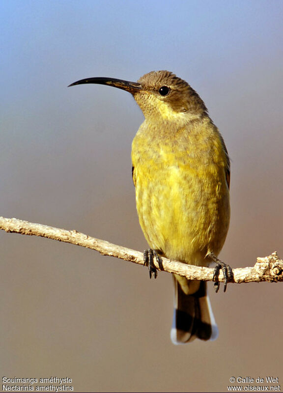 Amethyst Sunbird female