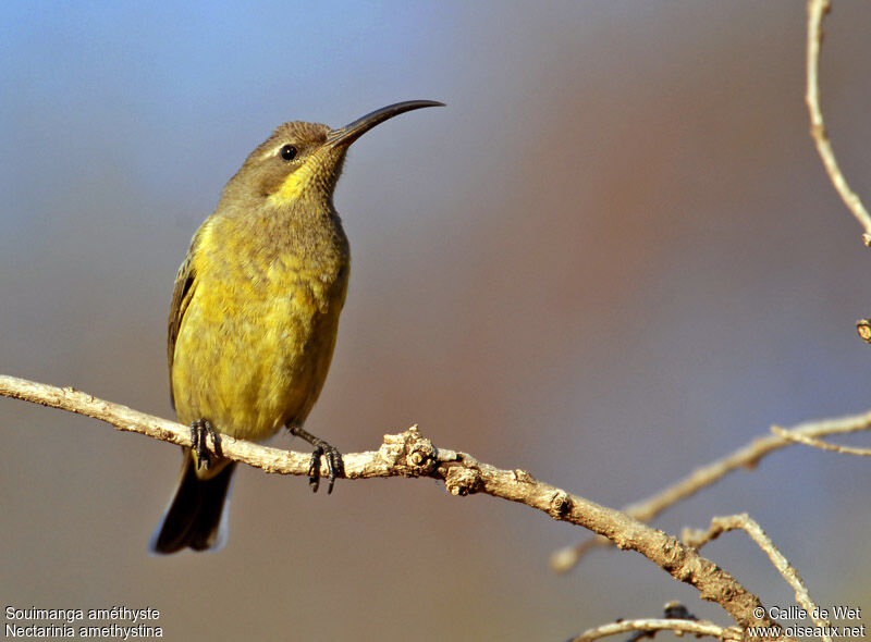 Amethyst Sunbird female