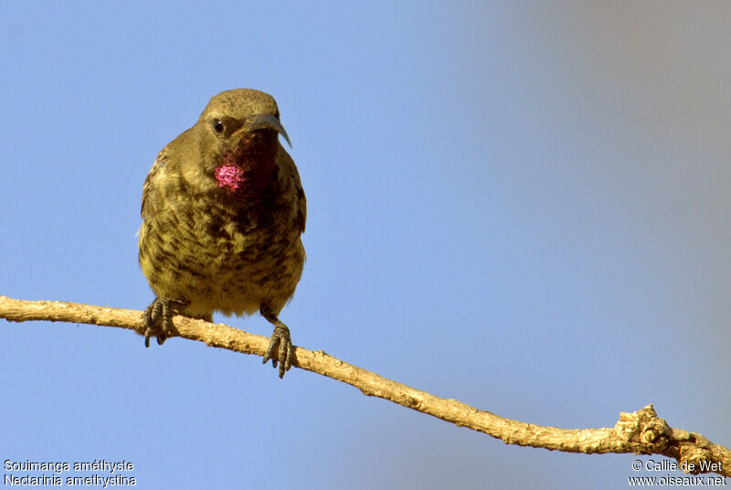 Amethyst Sunbird