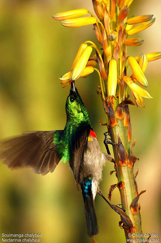 Southern Double-collared Sunbird male