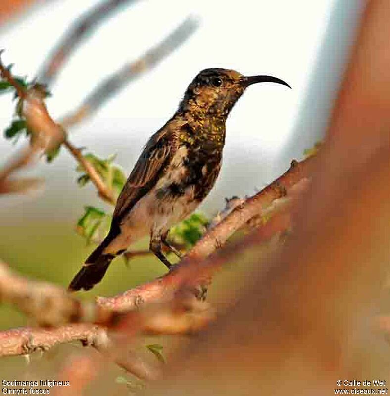 Dusky Sunbird male