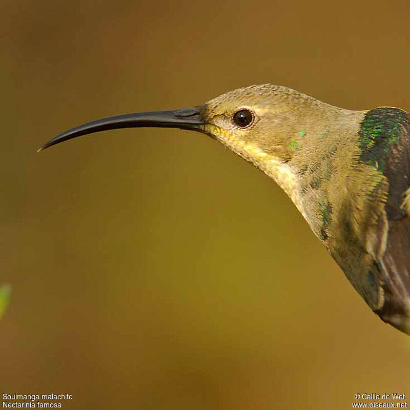 Malachite Sunbird male adult