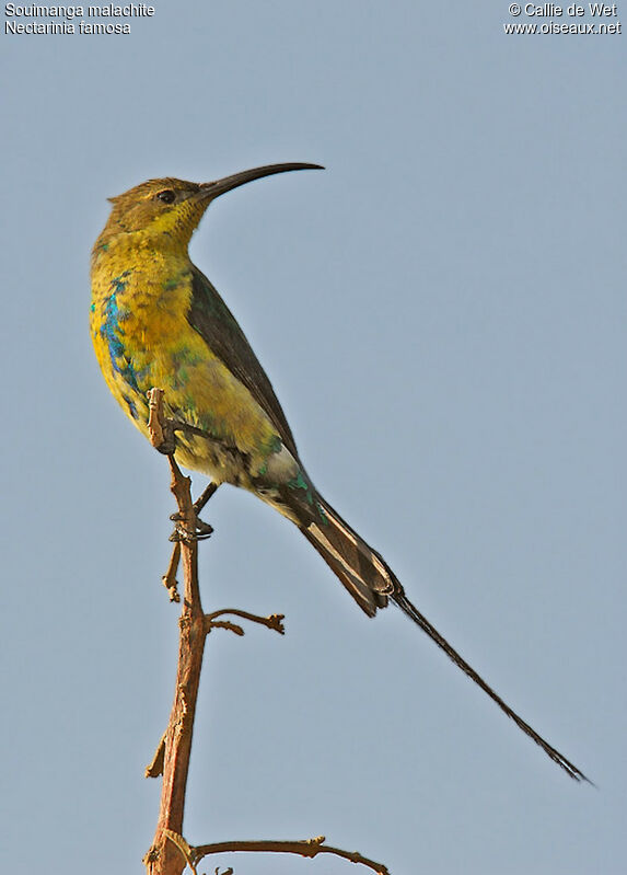 Malachite Sunbird male adult