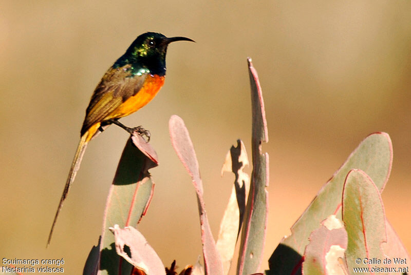 Orange-breasted Sunbird male adult