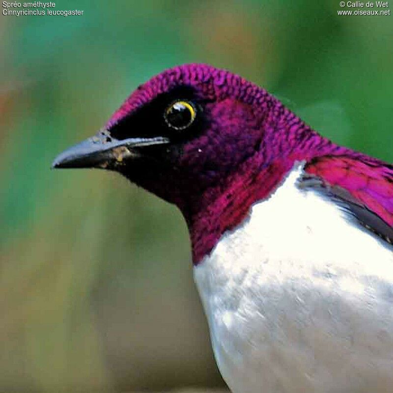 Violet-backed Starling male adult