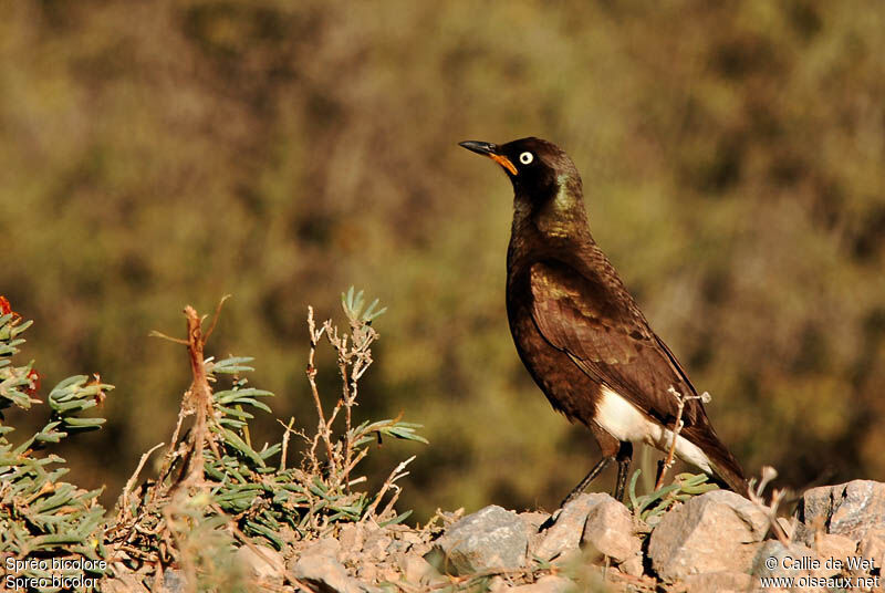 Pied Starling