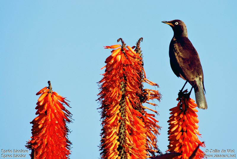 Pied Starling