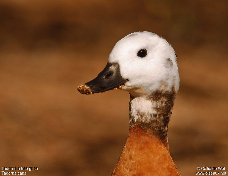 South African Shelduck female adult