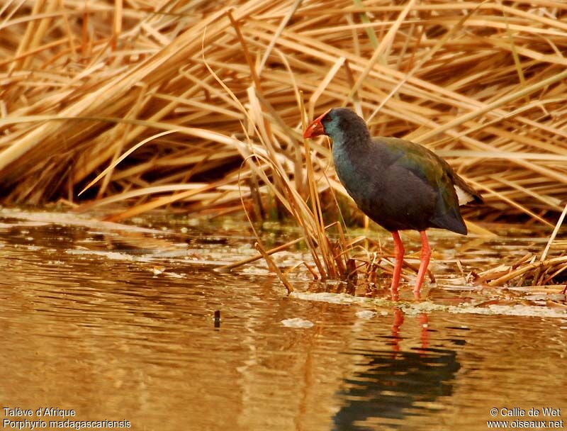 African Swamphenadult