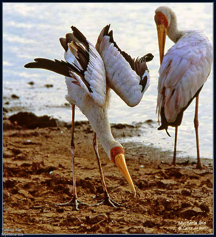 Yellow-billed Storkadult breeding