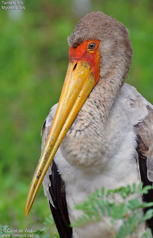 Yellow-billed Storkjuvenile