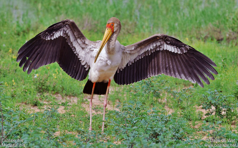 Yellow-billed Stork