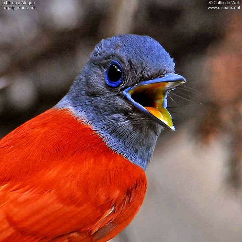 African Paradise Flycatcher male