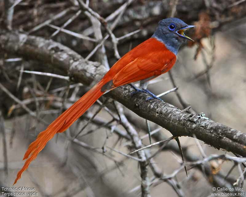 African Paradise Flycatcher male