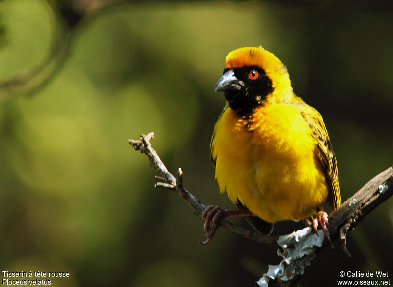 Southern Masked Weaver male