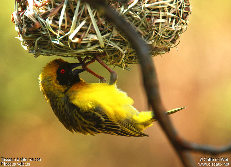 Southern Masked Weaver male