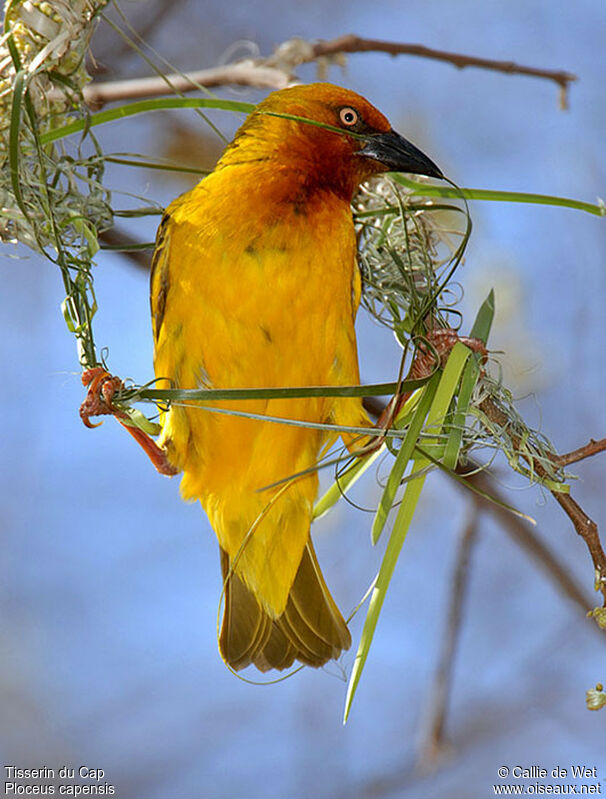 Cape Weaver male adult