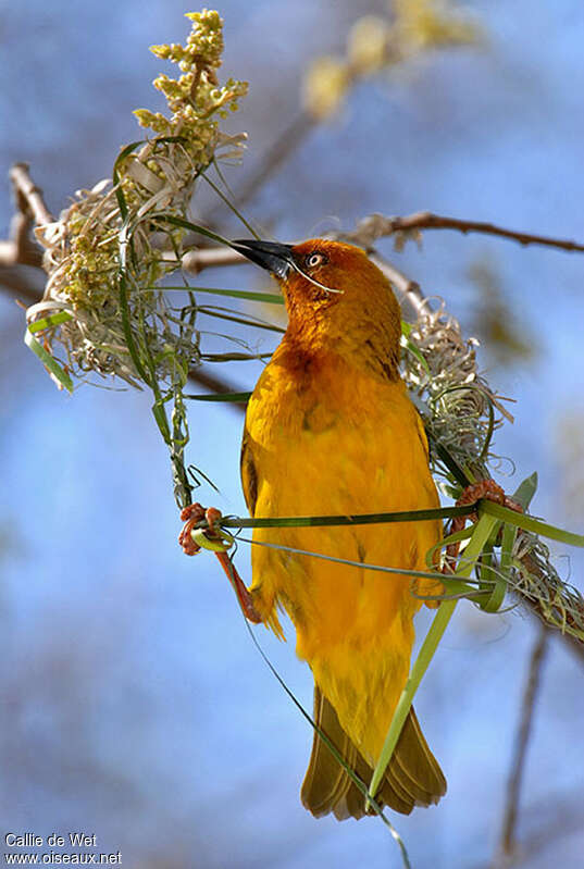 Cape Weaver male adult breeding, pigmentation, Reproduction-nesting