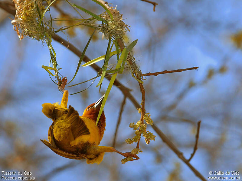 Cape Weaver male adult