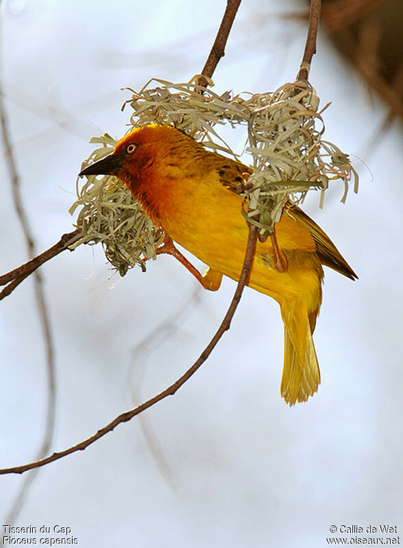 Cape Weaver male adult