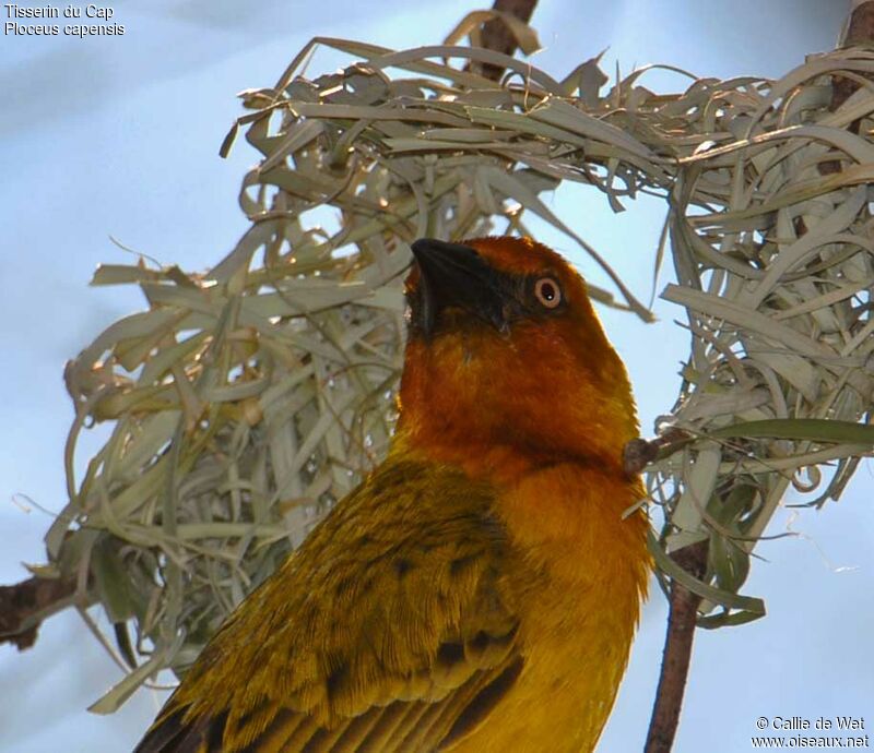 Cape Weaver male adult