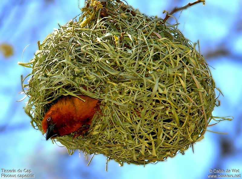 Cape Weaver male adult