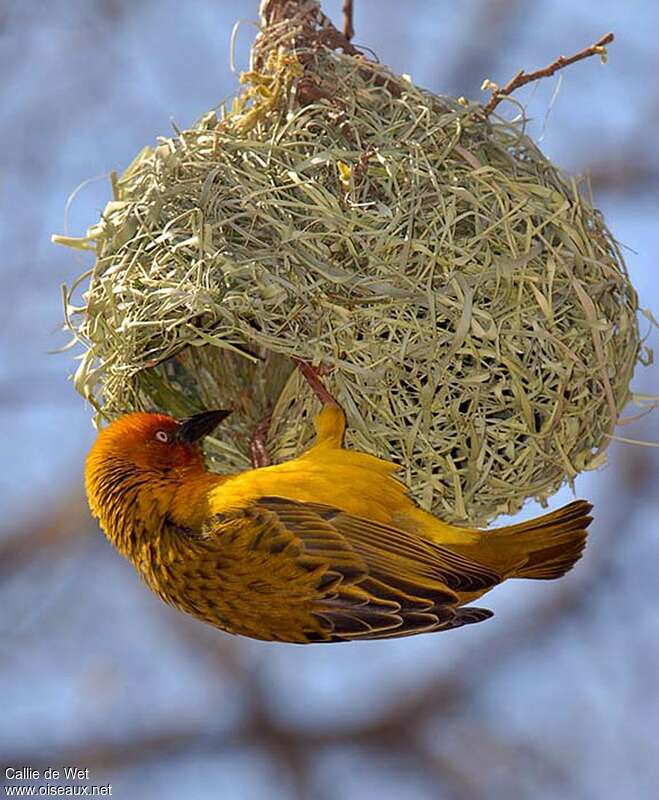 Cape Weaver male adult, Reproduction-nesting