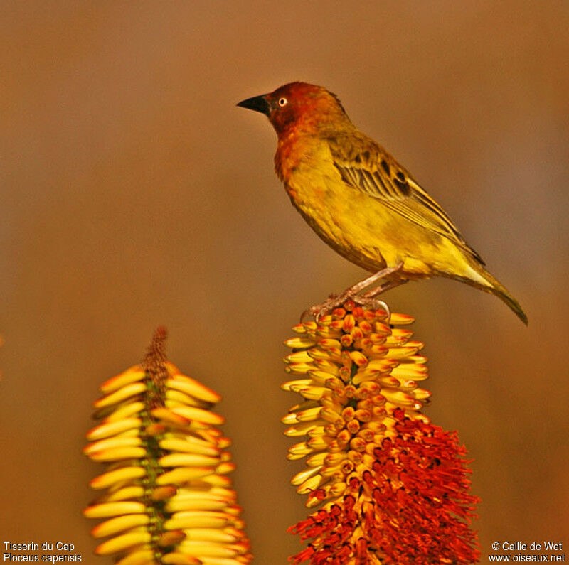 Cape Weaver male adult