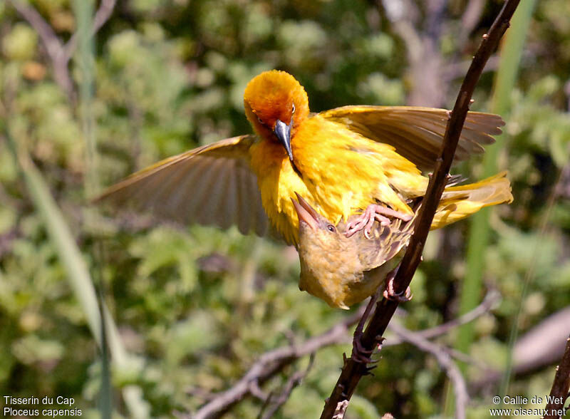 Cape Weaver adult