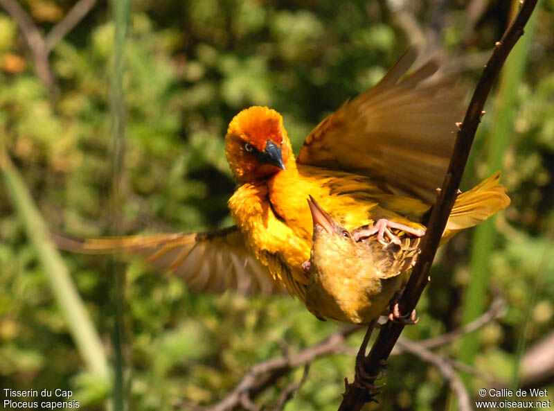 Cape Weaver adult