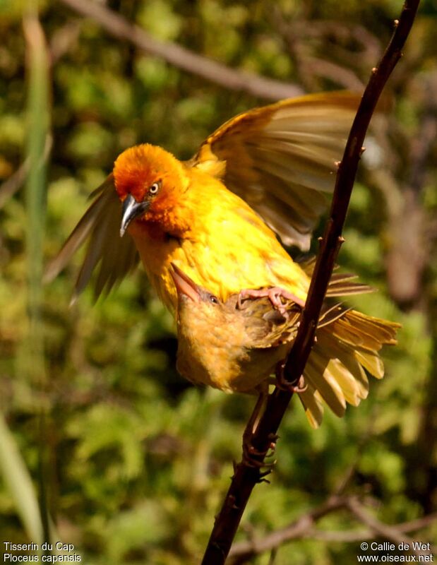 Cape Weaver adult